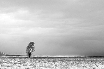 Winter, Snow, Wood, Tree, Minimalism, Bw, Chb HD wallpaper