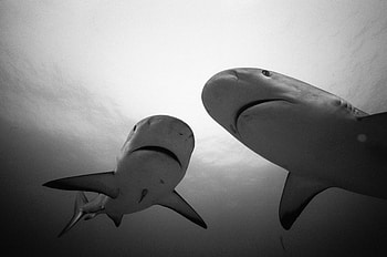 Animals, Water, Sharks, Couple, Pair, Bw, Chb HD wallpaper