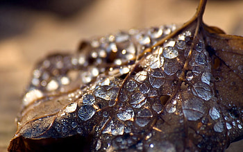 Background, Drops, Macro, Surface, Sheet, Leaf, Dry HD wallpaper