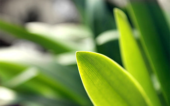 Grass, Plant, Macro, Greens HD wallpaper