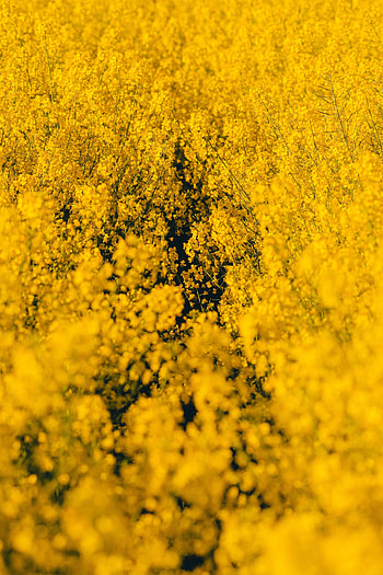 Flowers, Wildflowers, Yellow Flowers HD phone wallpaper