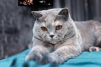 Copper eyes, British Shorthair HD wallpaper