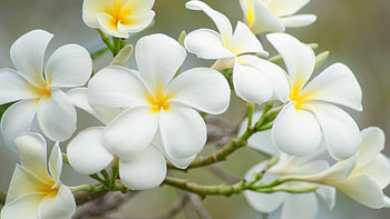 White plumeria, Pure and serene, Graceful petals, Tranquil beauty HD wallpaper