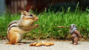Chipmunks , chipmunks, animals HD wallpaper