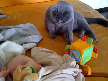 sweet dreams, sweet, dreams, guardian, baby, cat HD wallpaper