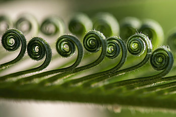 Plant, Macro, Spiral, Leaflet HD wallpaper