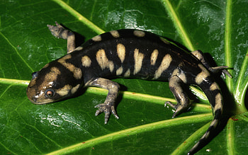 Tiger salamander, Salamander HD wallpaper