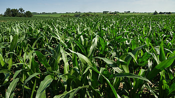 Iowa , Iowa facts, Iowa tourism, Iowa attractions HD wallpaper