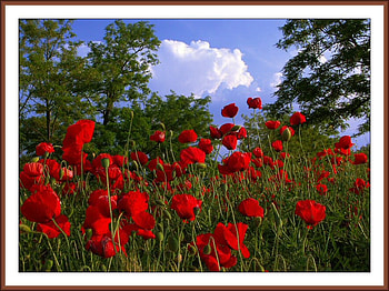 wild flowers, red, clouds, sky, nature, flowers, wild, tree HD wallpaper