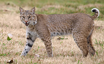 Bobcat species, Rufus lynx, Wildlife observation, Nature documentation HD wallpaper