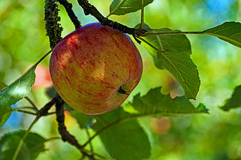Food, Apple, Leaves, Branch, Fruit HD wallpaper