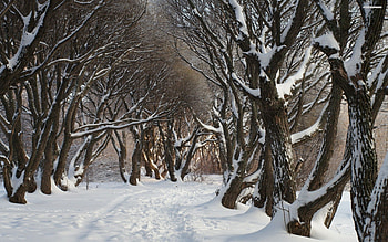 Winter Pathway, Trail, Winter, Snow, Trees HD wallpaper