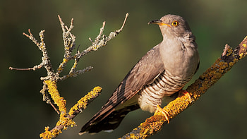 Graphic cuckoo , Artistic avian, Nature-inspired, Aesthetic delight HD wallpaper
