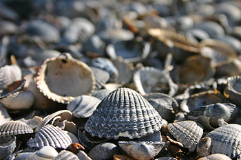 Seashell duo, Marine treasures, Coastal accents, Natural wonders HD wallpaper