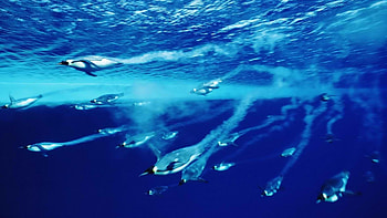 Penguin , Background , Stunning visuals, Penguin collection HD wallpaper