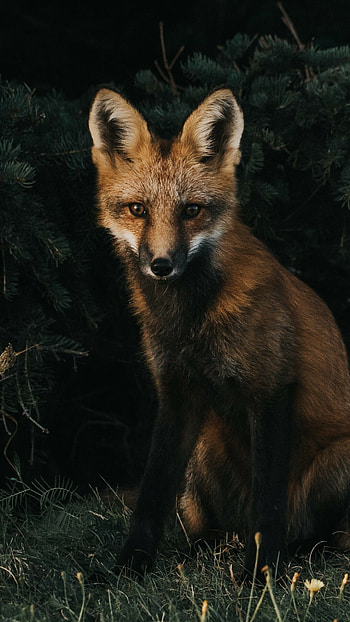 Fox in grass, Predator , , Sony Xperia HD phone wallpaper