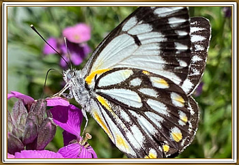 FRAMED BUTTERFLY, NATURE, BUTTERFLY, FRAMED HD wallpaper