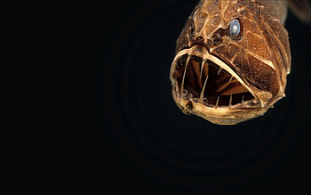 Animals, Animal, Head, Angler HD wallpaper