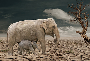 Plight of the Elephant, Animals, Elephants, Earth, Dry HD wallpaper