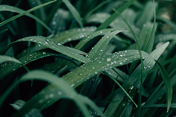 Aromatic effects, Lemongrass benefits, Natural aromatherapy, Refreshing scents HD wallpaper