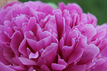 Peony, flower, pink, close up HD wallpaper