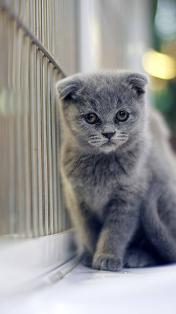Cute Kitten, Animal, cat HD phone wallpaper