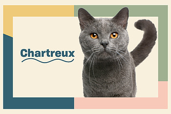 Chartreux Cat, Gentle temperament, Medium-sized breed, Beautiful blue coat HD wallpaper