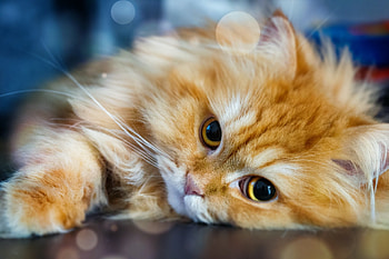 Kitten, animal, pisici, cute, face, cat, pet, ginger HD wallpaper