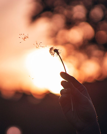 Sunset, Twilight, Macro, Hand, Blur, Smooth, Dusk, Dandelion HD phone wallpaper