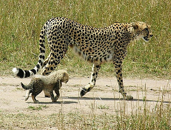 Slow Down Mum, cub, mother, cute, wild, spots, cheetahs HD wallpaper