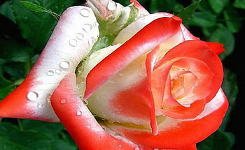 Blended Rose, pink, white, flower, drops, nature, droplet HD wallpaper