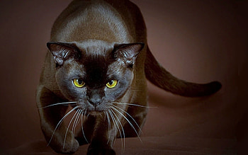 Animals, Cats HD wallpaper