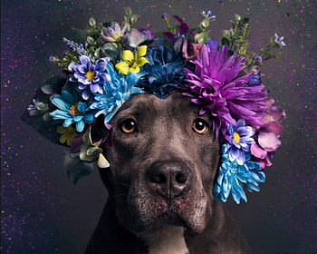 Cuteness, blue, dog, animal, sophie gamand, cute, purple, flower, funny, caine, wreath HD wallpaper