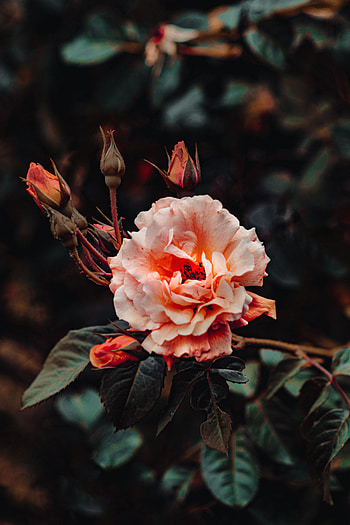 Flowers, Pink, Flower, Plant, Rose Flower, Rose, Bloom, Flowering HD phone wallpaper