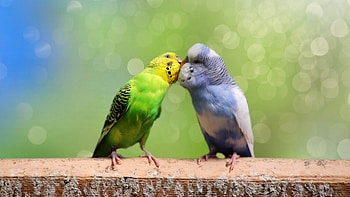Animal, Budgerigar, Bird, Parrot, Birds HD wallpaper