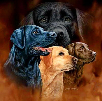 For Thomas, golden, black, brown, four, labrador reteivers, dogs HD wallpaper