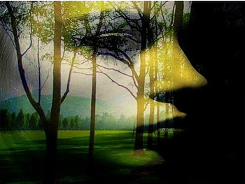 Face in forest, trees, eyes, nature, woman face, forest HD wallpaper