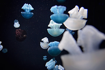 Animals, Jellyfish, Macro, Underwater World, Tentacles HD wallpaper
