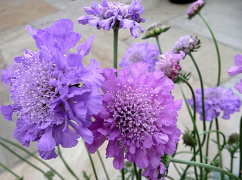 Flowers, Close-Up, Flower Bed, Flowerbed, Scabious, Scabiosa, Garden HD wallpaper