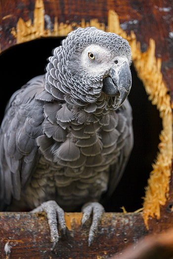 Animals, Parrots, Bird, Grey, Gray African Parrot, Grey African Parrot, Jaco HD phone wallpaper
