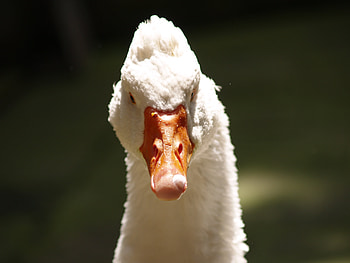 Duck, white, bird, beak, muzzle HD wallpaper