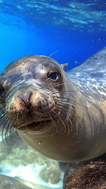 Sea lion Galapagos, Underwater close-up, Diving tourism, Animals HD phone wallpaper