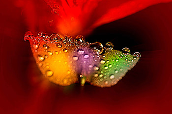 flower, macro HD wallpaper