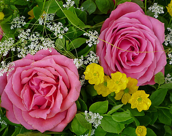 Pink Two Roses, pink, bouquet, roses, nature, flowers HD wallpaper