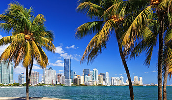 Miami Skyline, Palm trees, Aerial view HD wallpaper