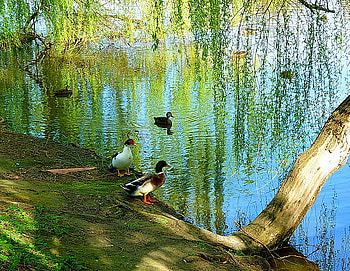 Favorite swim spot, ducks, swim, green, trees, cascades, water, lake HD wallpaper