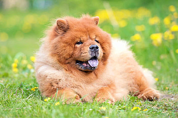 Chow Chow, Purple, Big sale HD wallpaper