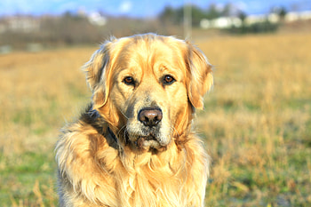 Animals, Dog, Muzzle, Labrador, Collar HD wallpaper