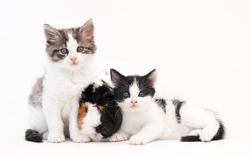 Cuties, animal, kitten, black, white, cute, guinea pig, cat, trio, pisici HD wallpaper