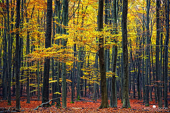 autumn, colors, bamboo, nature, autumnm forest HD wallpaper
